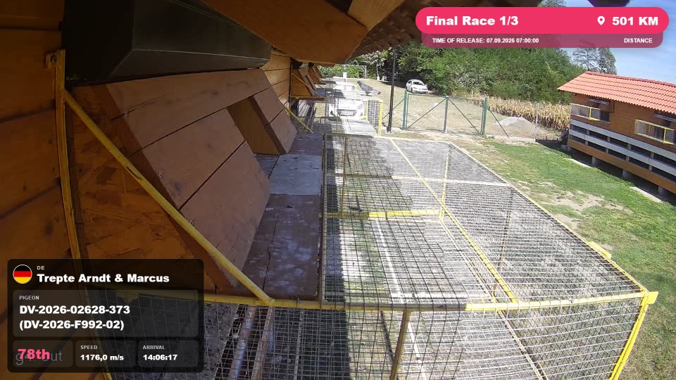 Pigeon Arrival Image For Race Final Race 1/3