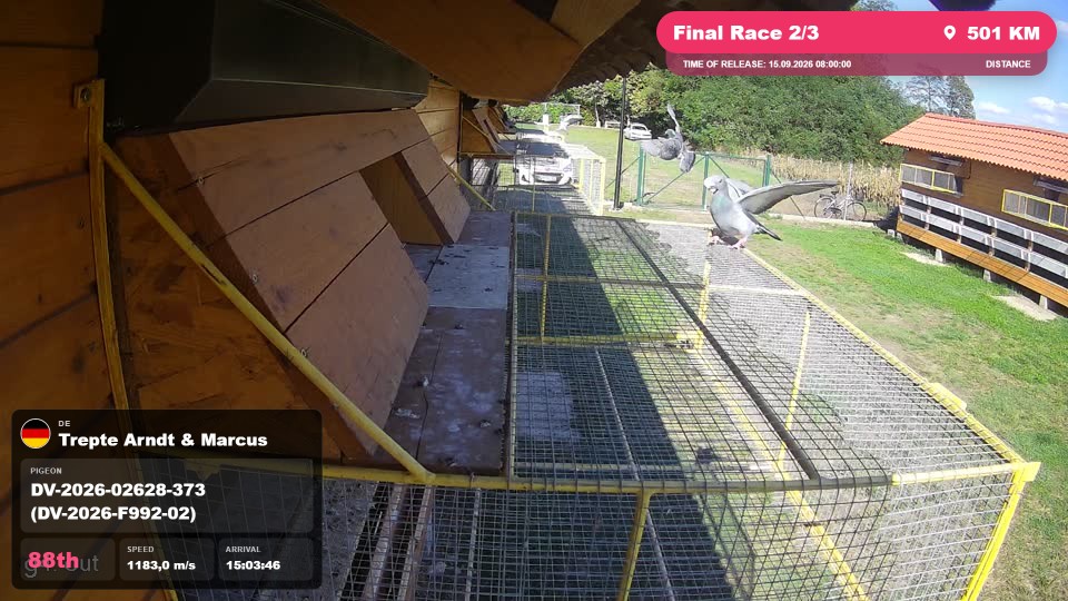 Pigeon Arrival Image For Race Final Race 2/3