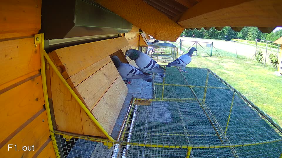 Pigeon Arrival Image For Race Race 2