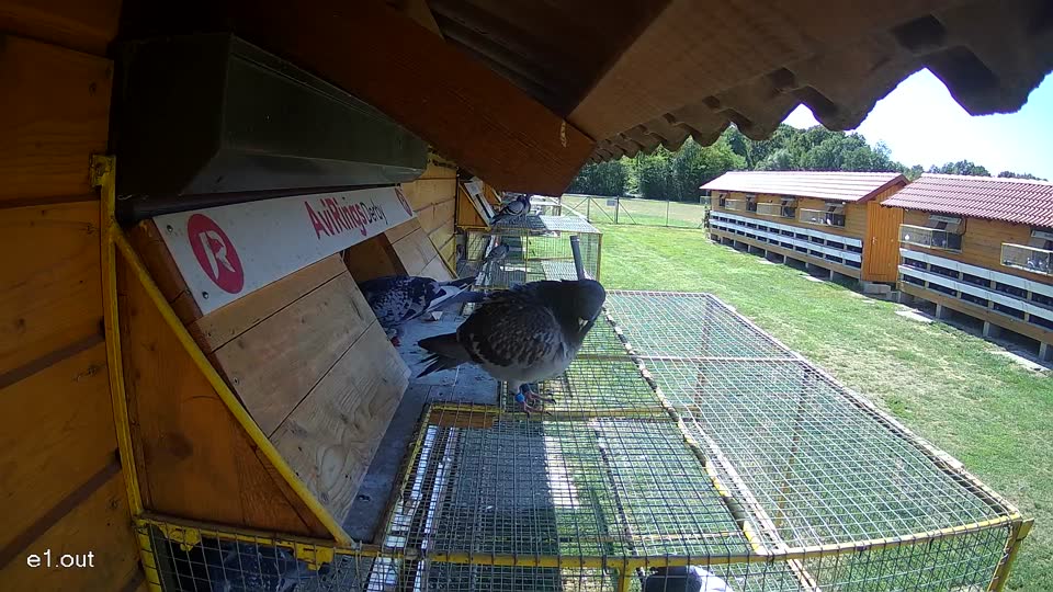 Pigeon Arrival Image For Race Race 4