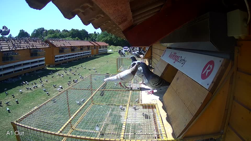 Pigeon Arrival Image For Race Race 4