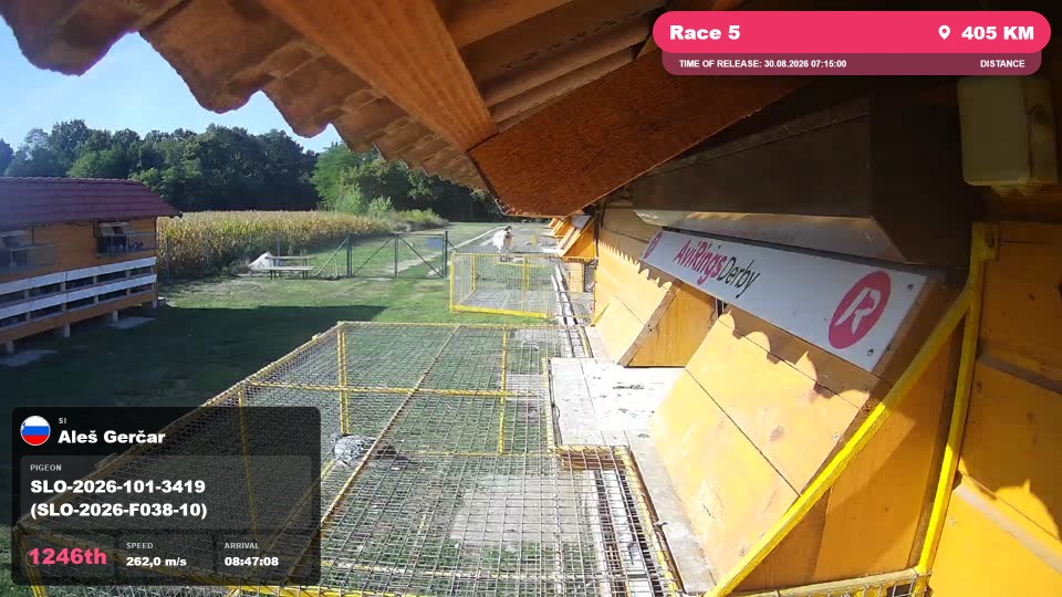Pigeon Arrival Image For Race Race 5