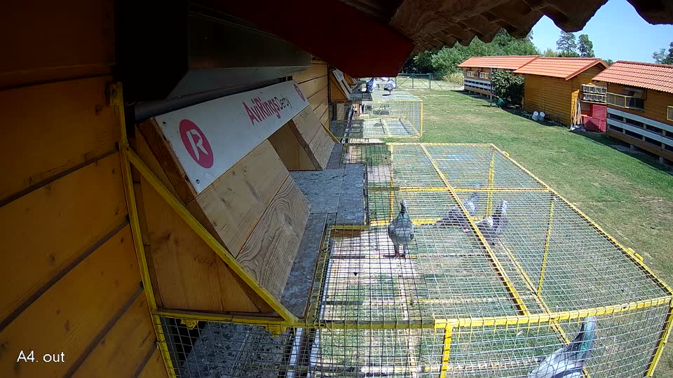 Pigeon Arrival Image For Race Race 1