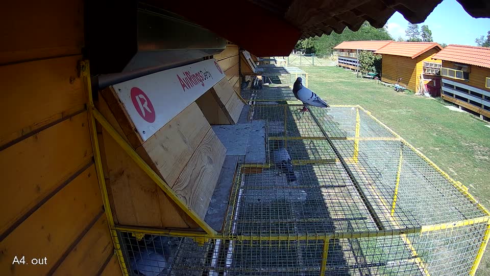 Pigeon Arrival Image For Race Race 5