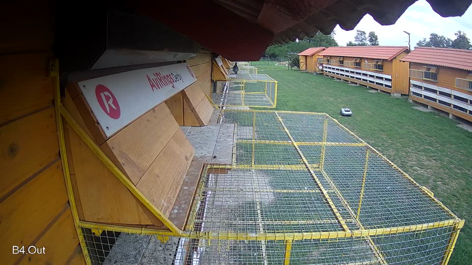 Pigeon Arrival Image For Race Race 6