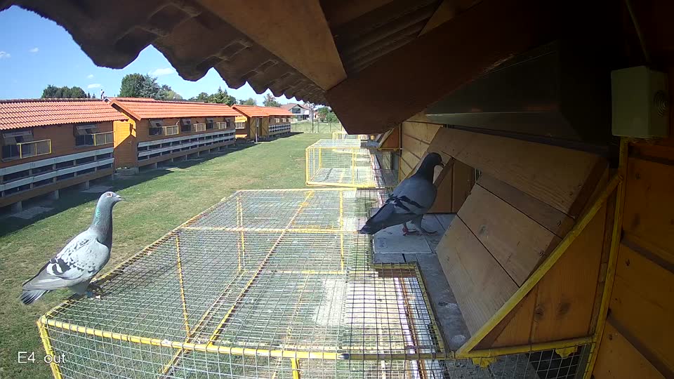 Pigeon Arrival Image For Race Race 5