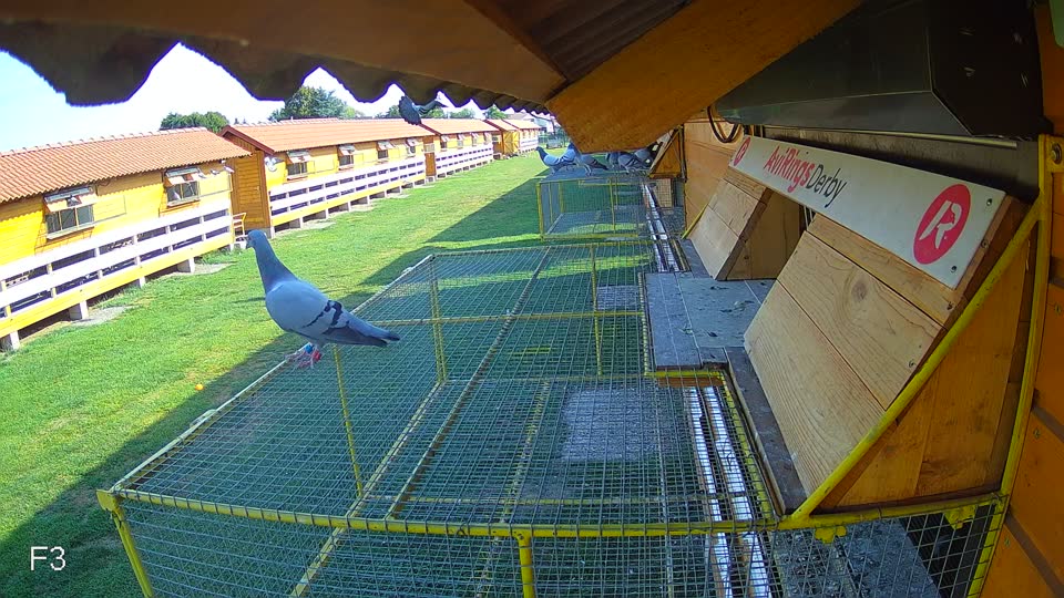 Pigeon Arrival Image For Race Race 1