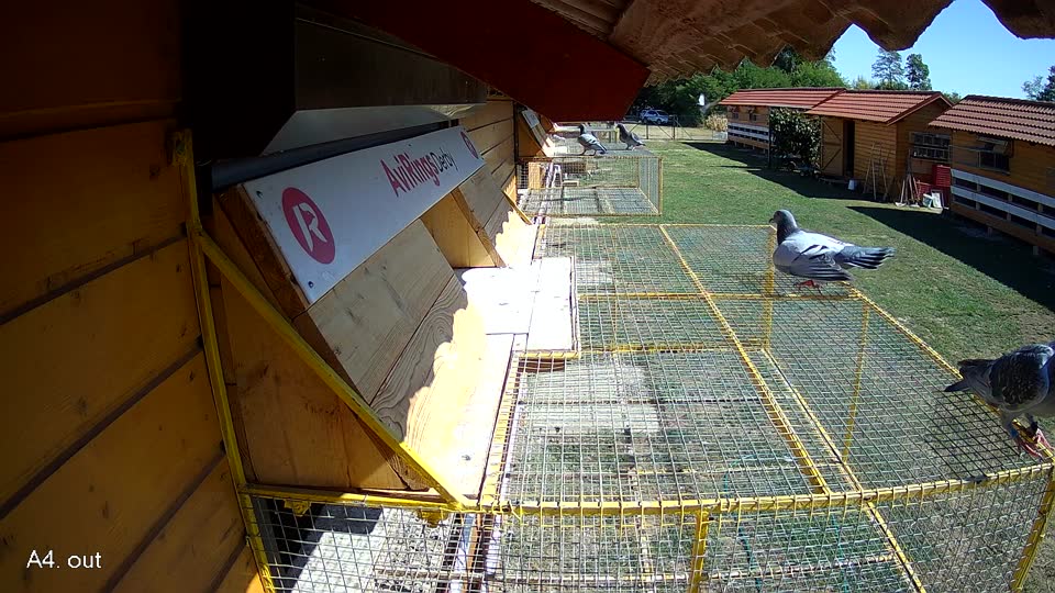 Pigeon Arrival Image For Race Race 3