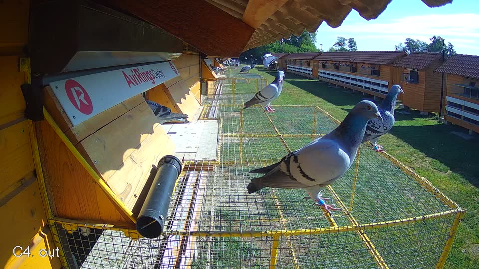 Pigeon Arrival Image For Race Race 2