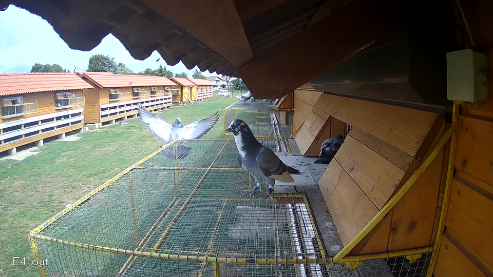Pigeon Arrival Image For Race Race 4