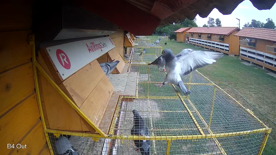 Pigeon Arrival Image For Race Race 3