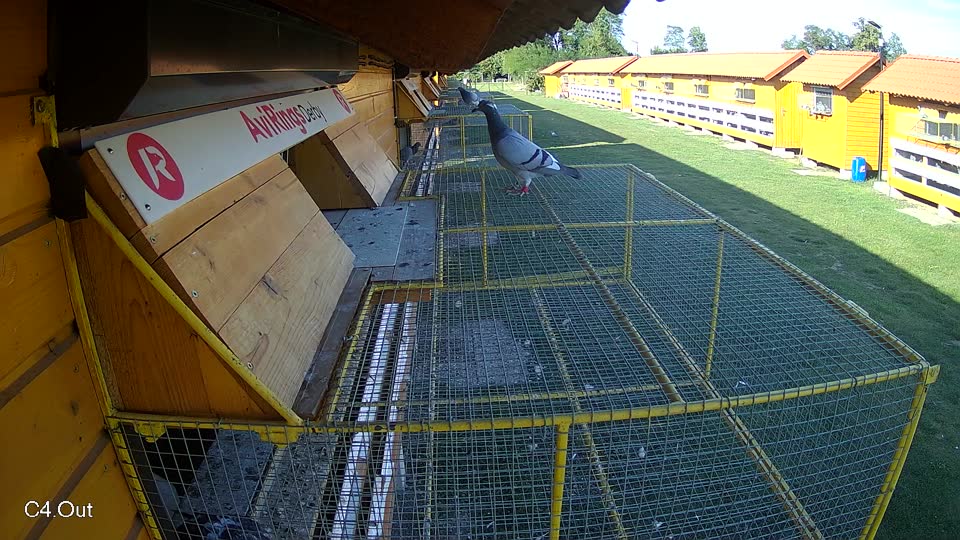 Pigeon Arrival Image For Race Race 5