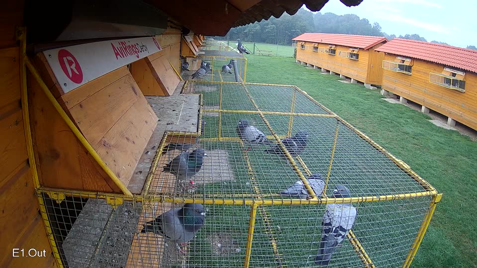 Pigeon Arrival Image For Race Final race 1