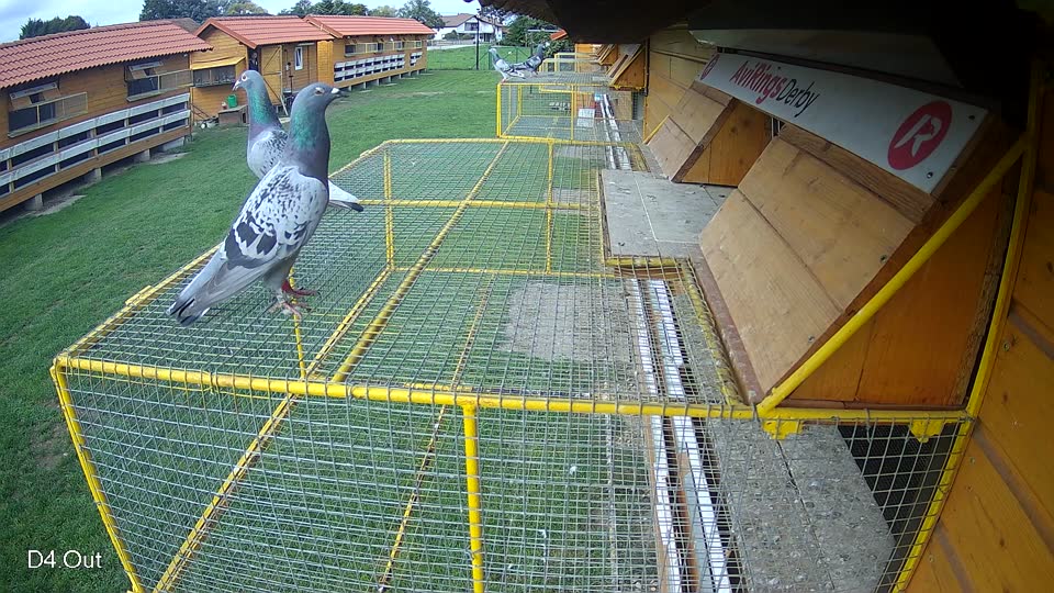 Pigeon Arrival Image For Race Final race 2