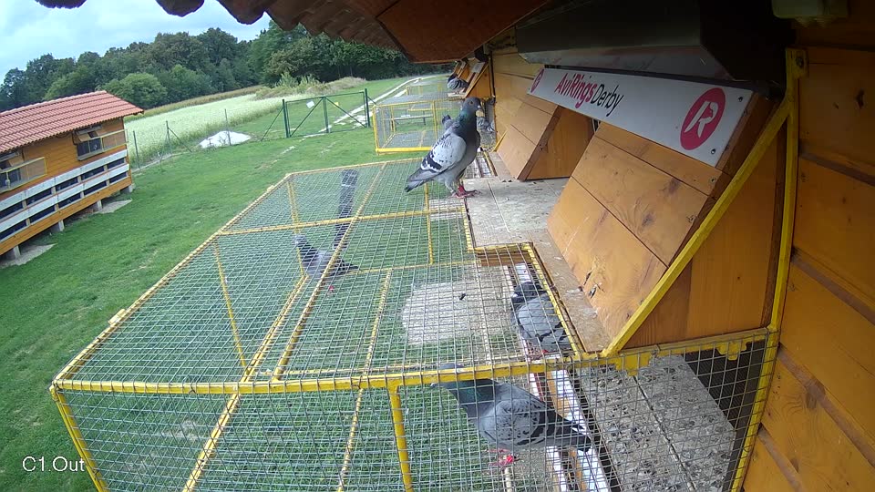 Pigeon Arrival Image For Race Race 6