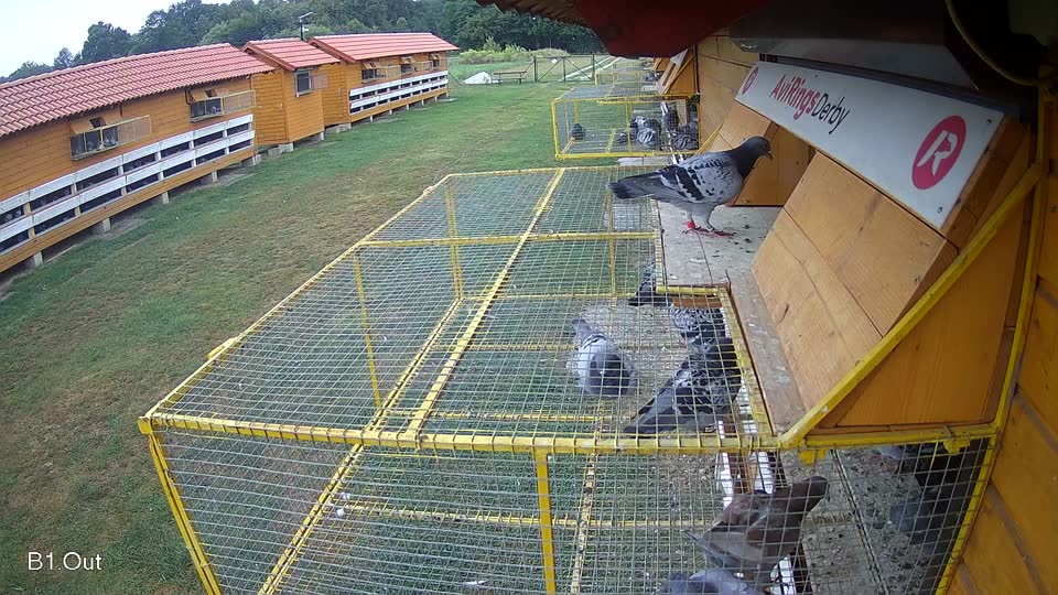Pigeon Arrival Image For Race Race 4