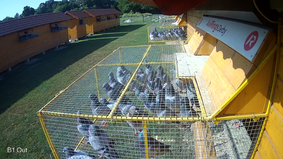 Pigeon Arrival Image For Race Race 3