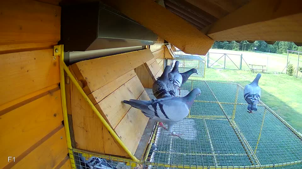 Pigeon Arrival Image For Race Race 4
