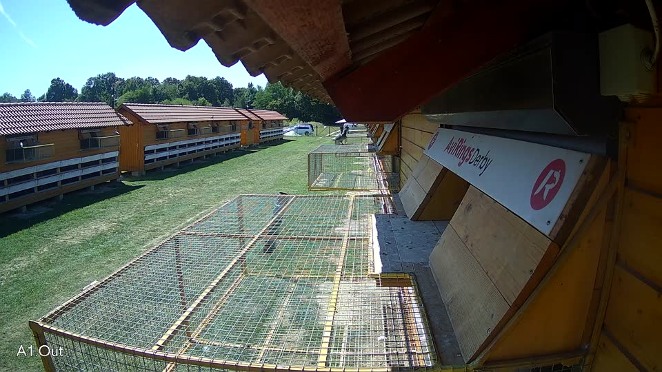 Pigeon Arrival Image For Race Race 5