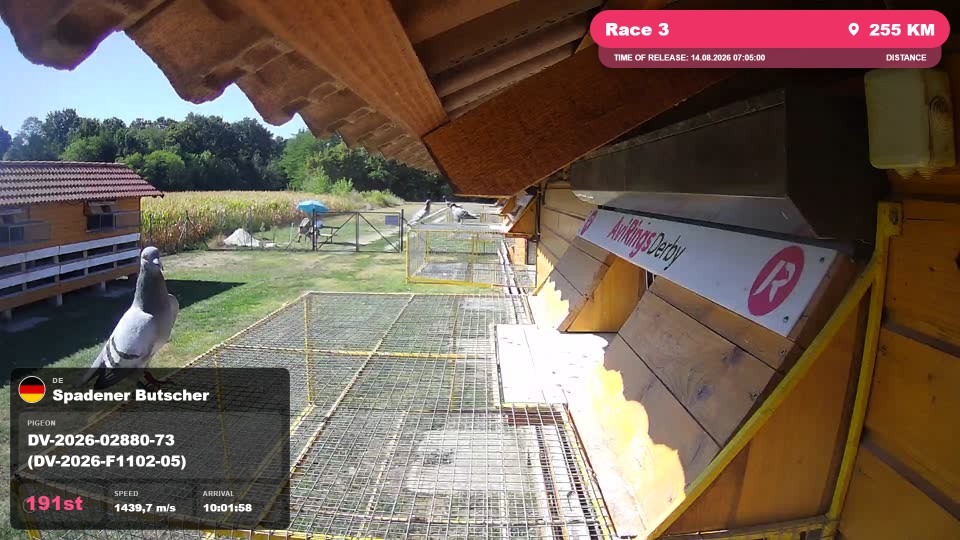 Pigeon Arrival Image For Race Race 3