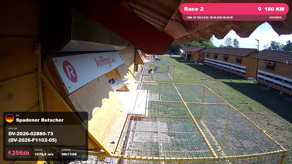 Pigeon Arrival Image For Race Race 2