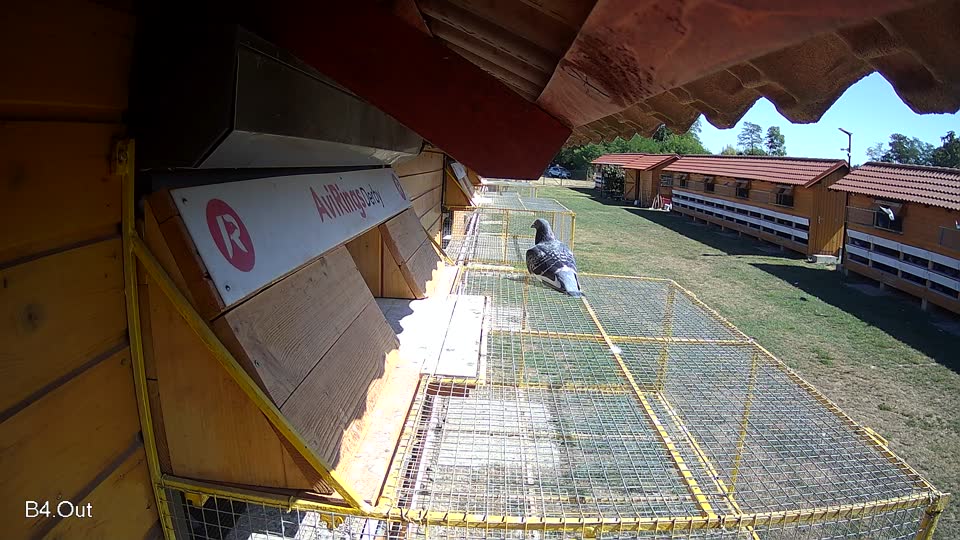 Pigeon Arrival Image For Race Race 3