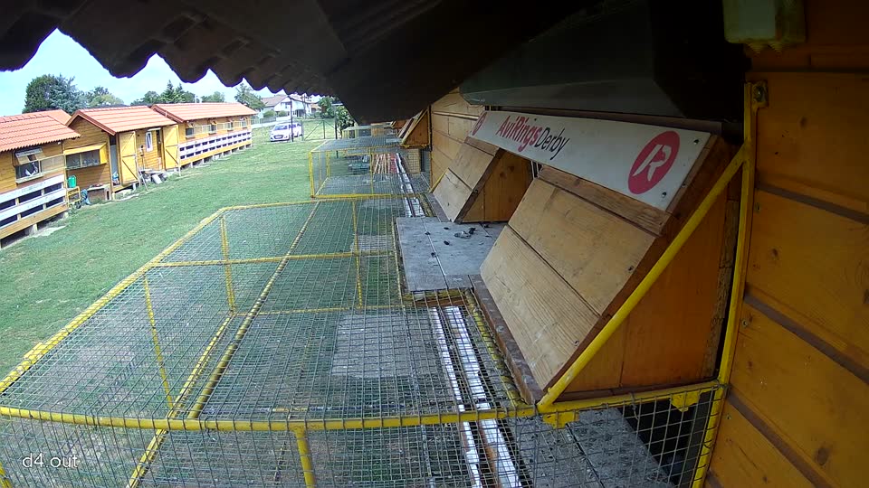 Pigeon Arrival Image For Race Race 4
