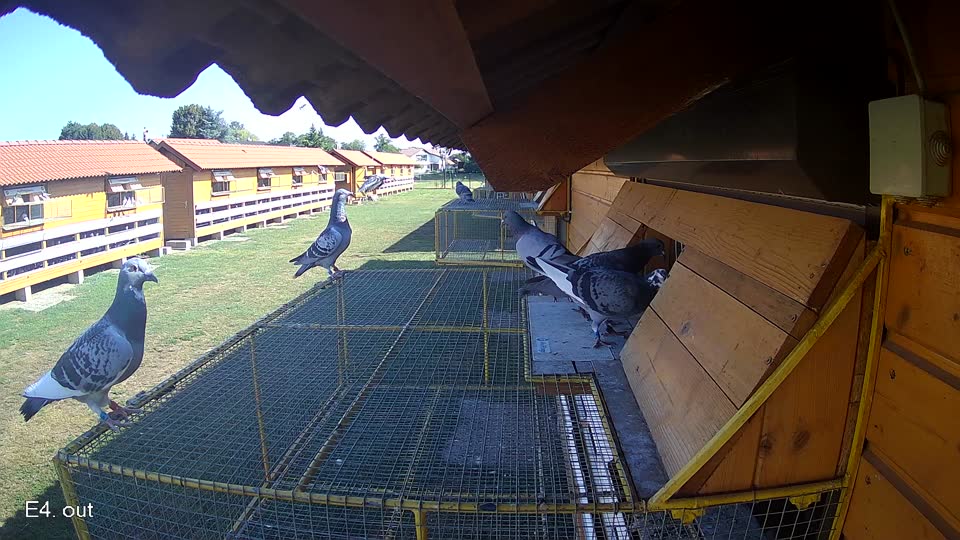 Pigeon Arrival Image For Race Race 2