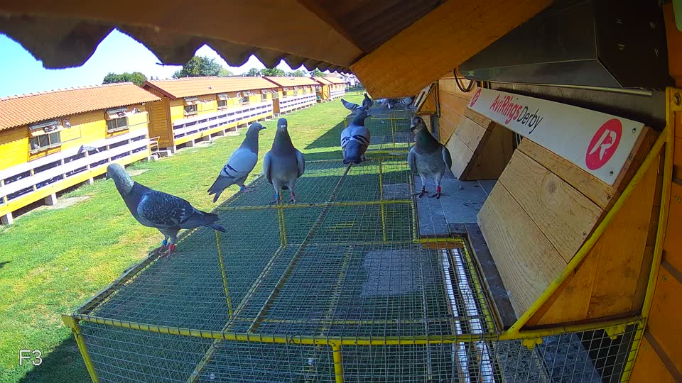 Pigeon Arrival Image For Race Race 2