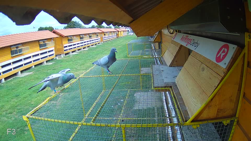 Pigeon Arrival Image For Race Race 4