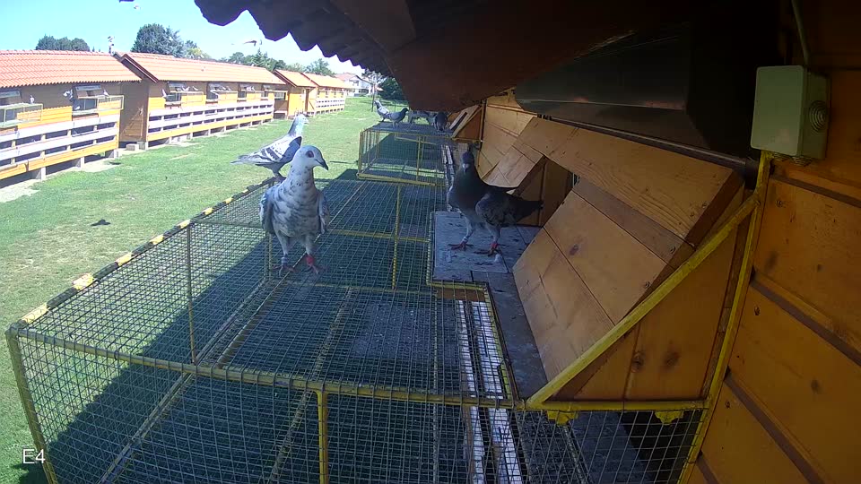 Pigeon Arrival Image For Race Race 2