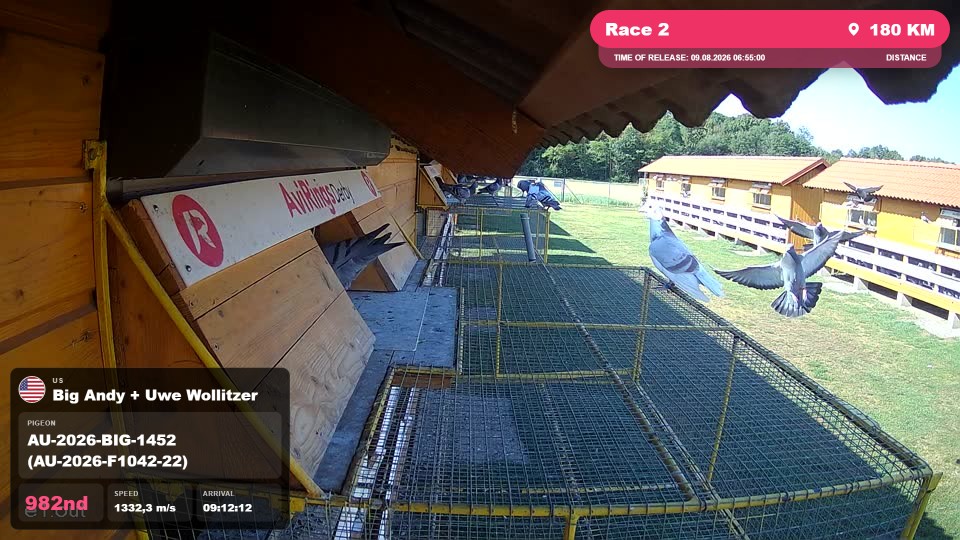 Pigeon Arrival Image For Race Race 2