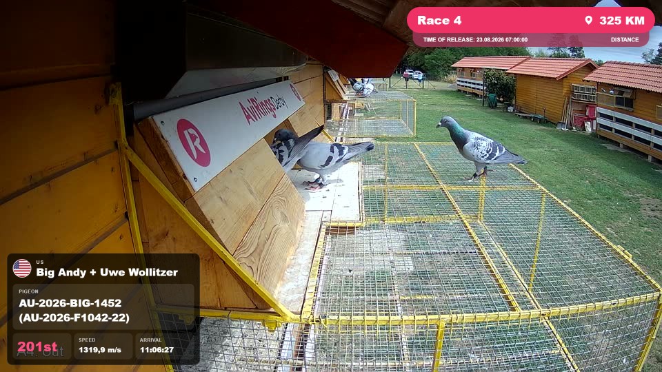 Pigeon Arrival Image For Race Race 4