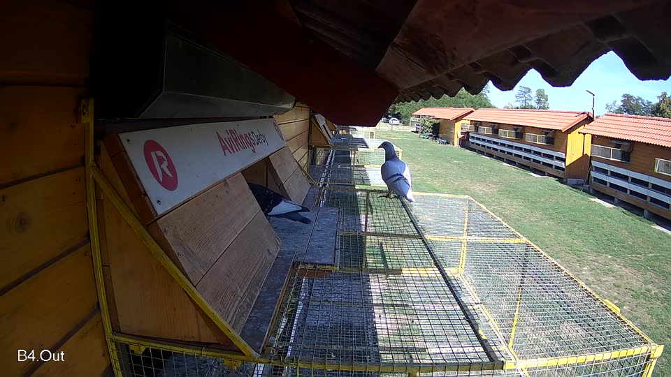 Pigeon Arrival Image For Race Final Race 1/3