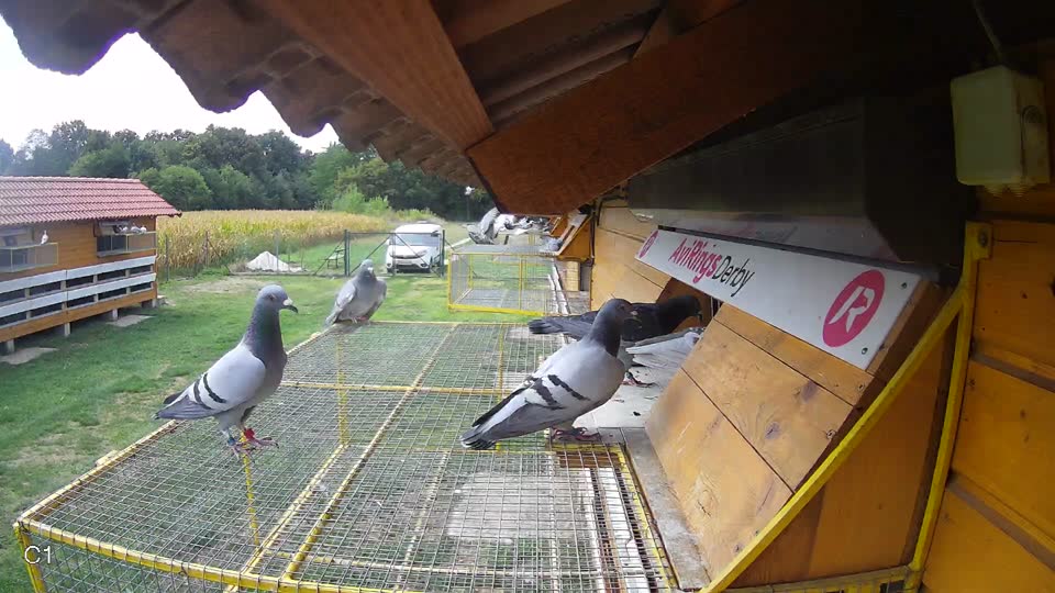 Pigeon Arrival Image For Race Race 4