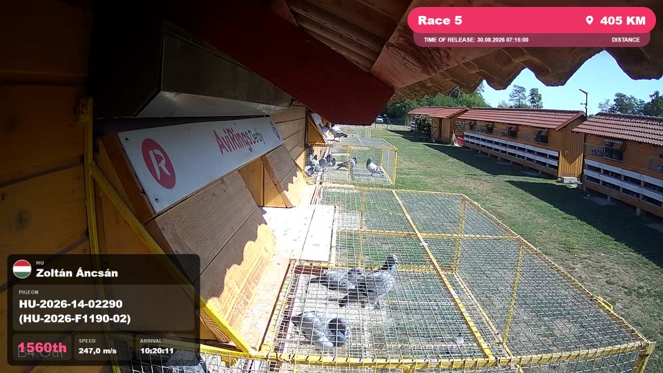 Pigeon Arrival Image For Race Race 5