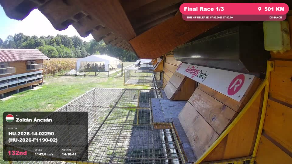 Pigeon Arrival Image For Race Final Race 1/3
