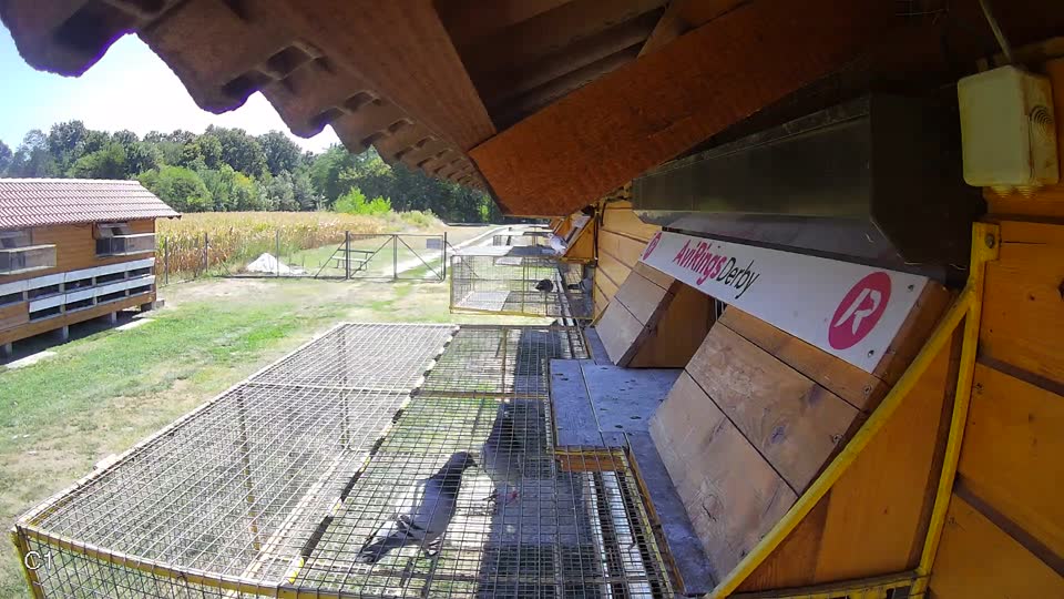 Pigeon Arrival Image For Race Race 3