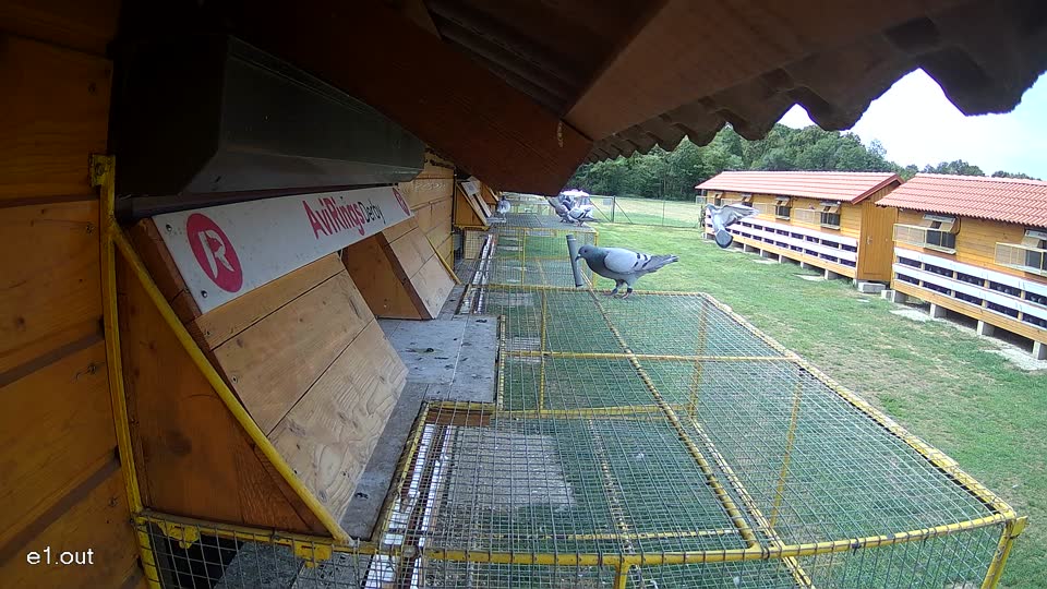 Pigeon Arrival Image For Race Race 4