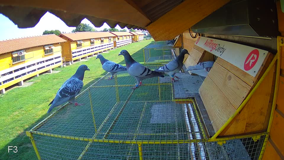 Pigeon Arrival Image For Race Race 1