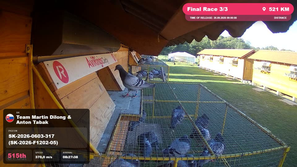 Pigeon Arrival Image For Race Final Race 3/3