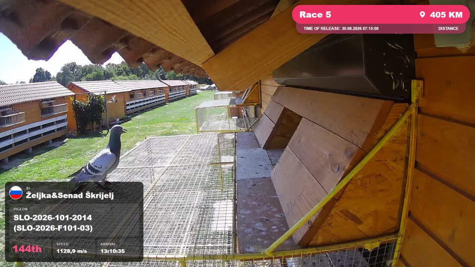 Pigeon Arrival Image For Race Race 5