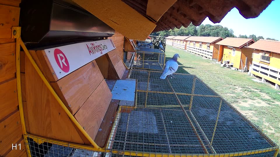 Pigeon Arrival Image For Race Race 2