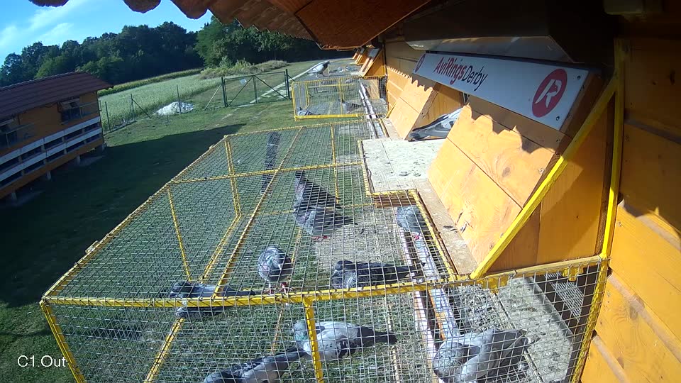 Pigeon Arrival Image For Race Race 5