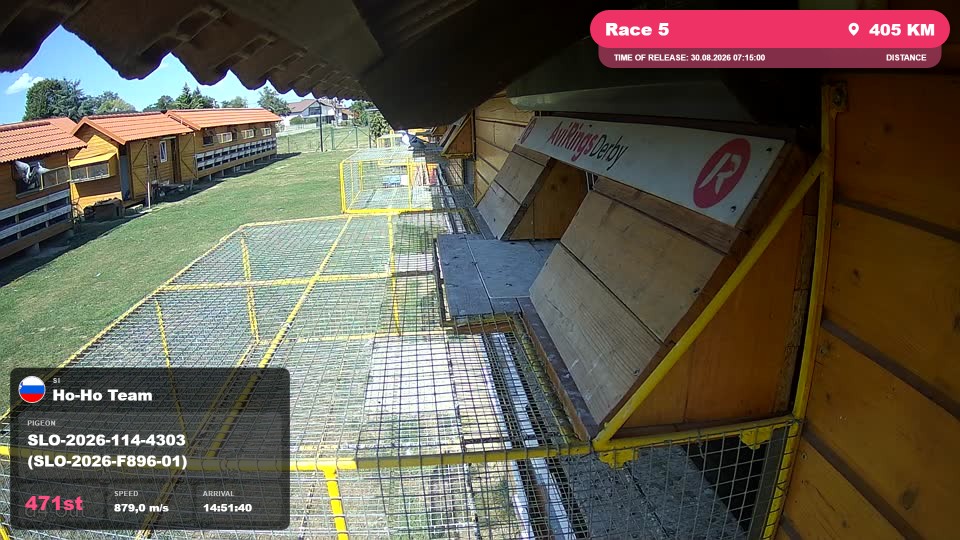 Pigeon Arrival Image For Race Race 5
