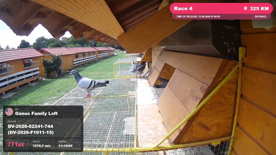 Pigeon Arrival Image For Race Race 4