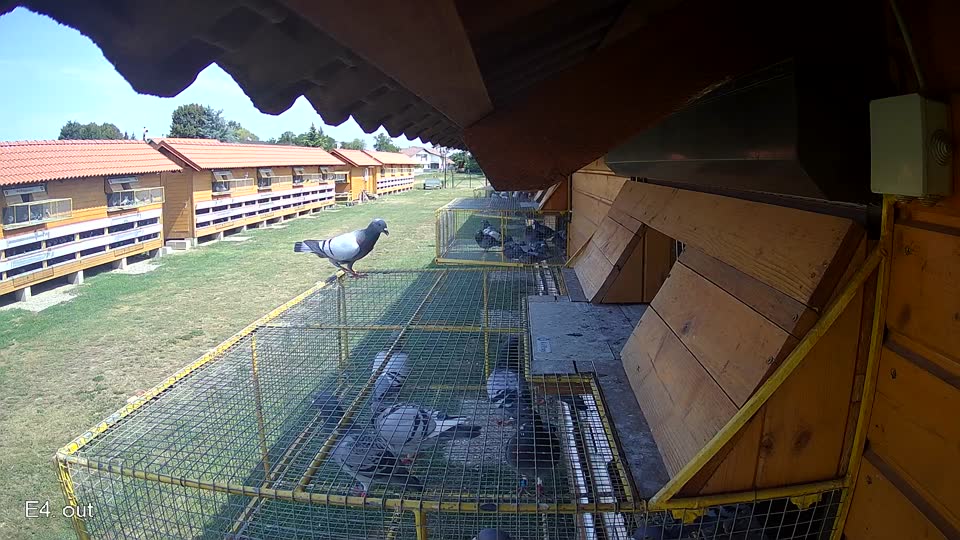 Pigeon Arrival Image For Race Race 1