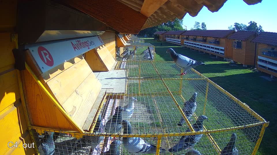 Pigeon Arrival Image For Race Race 4