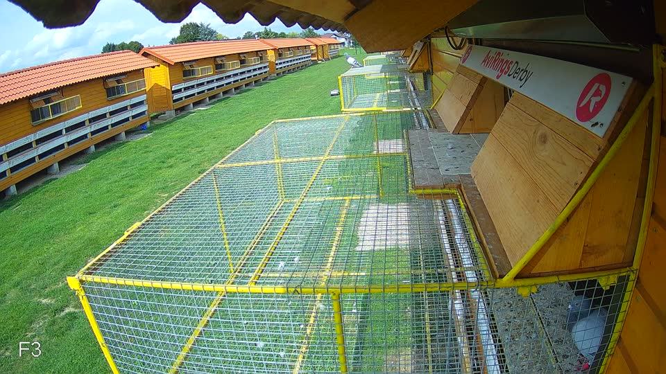 Pigeon Arrival Image For Race Race 6