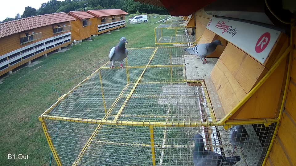 Pigeon Arrival Image For Race Race 3